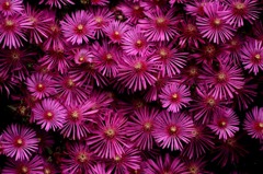 　　　花模様　1
