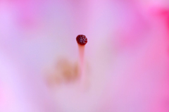 　　春のかたち