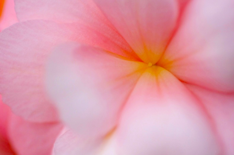 　　　小さな花芯   