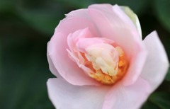 　　　ピンク色に染めて