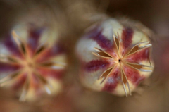 　　　花手毬