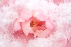 　　　雪の山茶花　3