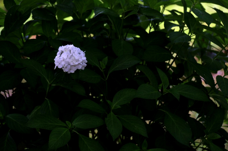 　　　紫陽花一輪