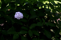 　　　紫陽花一輪