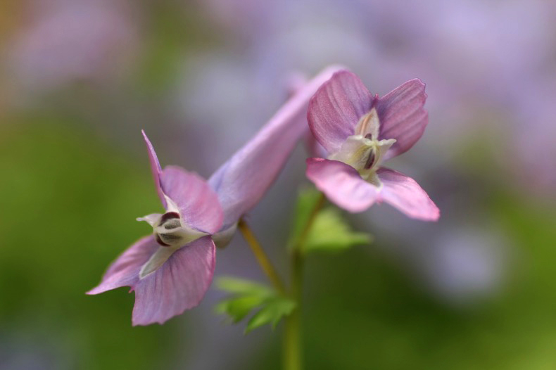 　　　春の花野辺　3