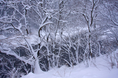 　　　樹氷