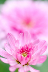 　　　花の歳時記　6