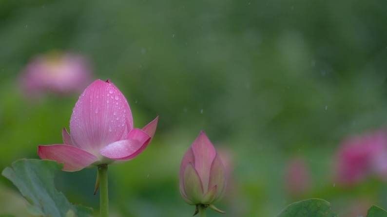  霧雨