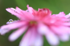 　　花雫　2 
