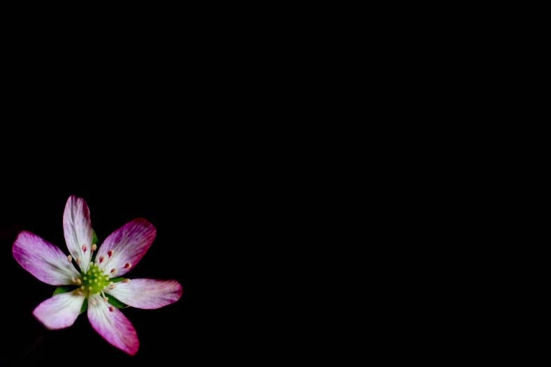 春になれば　10