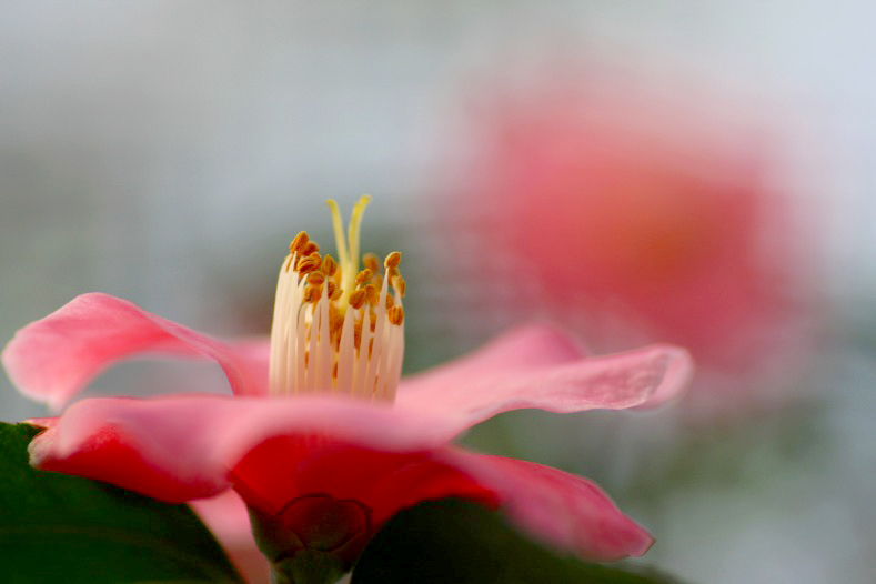 　　花想い　7 