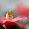 　　花想い　7 