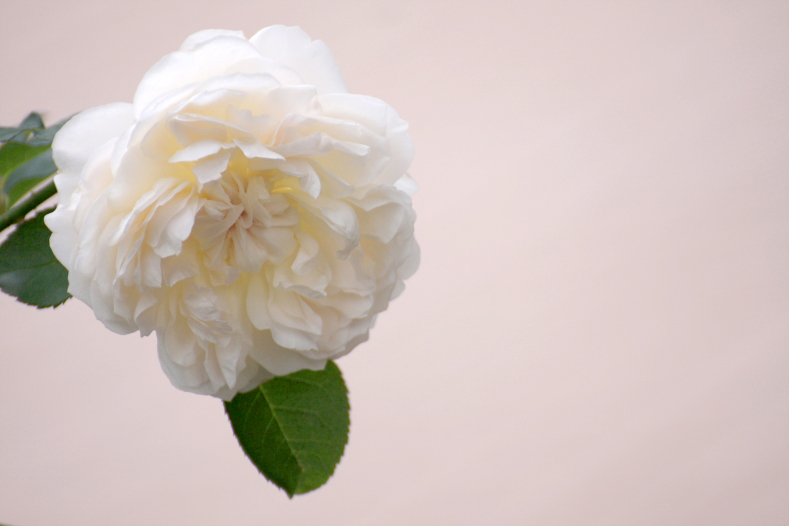 秋薔薇　(3 