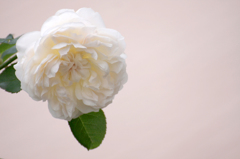 秋薔薇　(3 