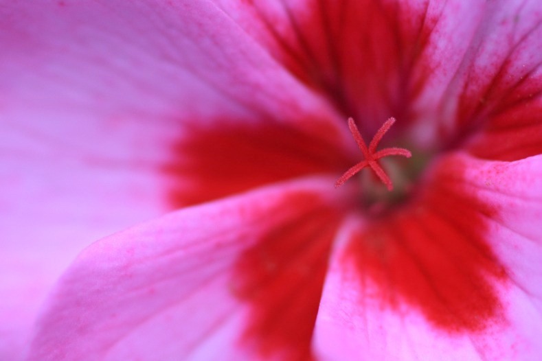花写　名前不詳