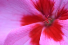 花写　名前不詳