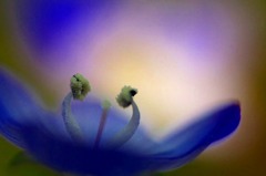 花あかり