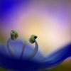 花あかり