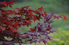 庭の草木たち