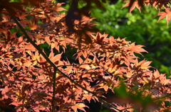 庭の草木たち
