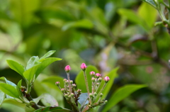 庭の草木たち