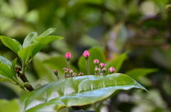 庭の草木たち