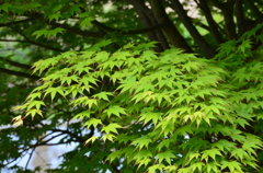 庭の草木たち