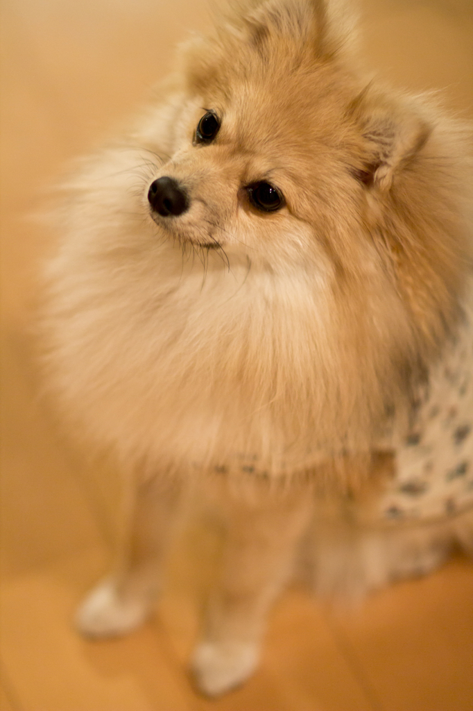 お座り