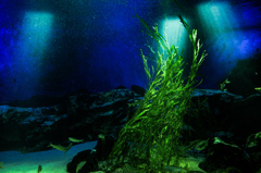 水族館