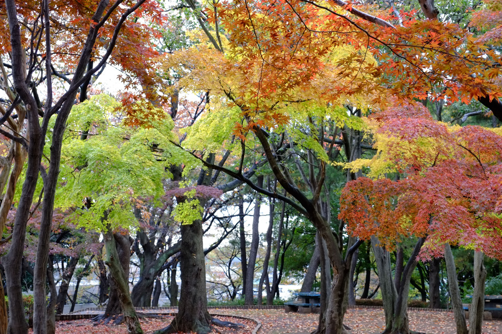 公園