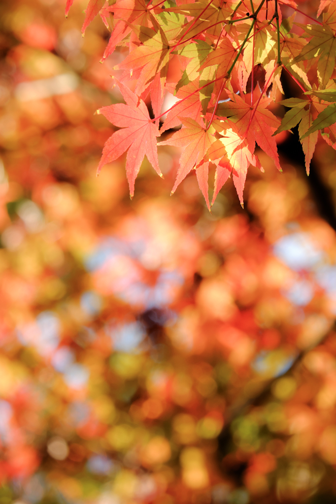 紅葉