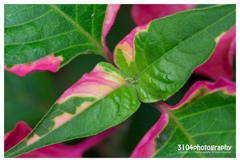 葉っぱ？花？