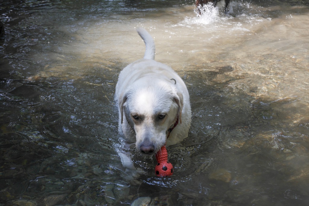 真夏は川遊びに限る…
