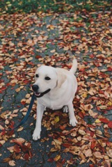 紅葉と犬