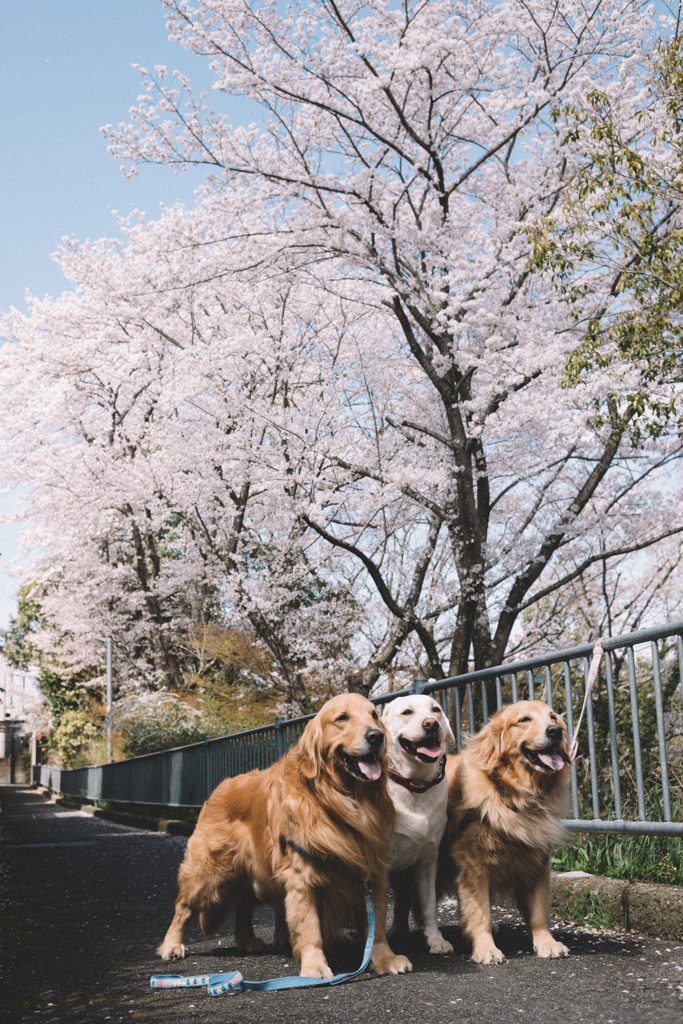 桜とお友達と一緒に…