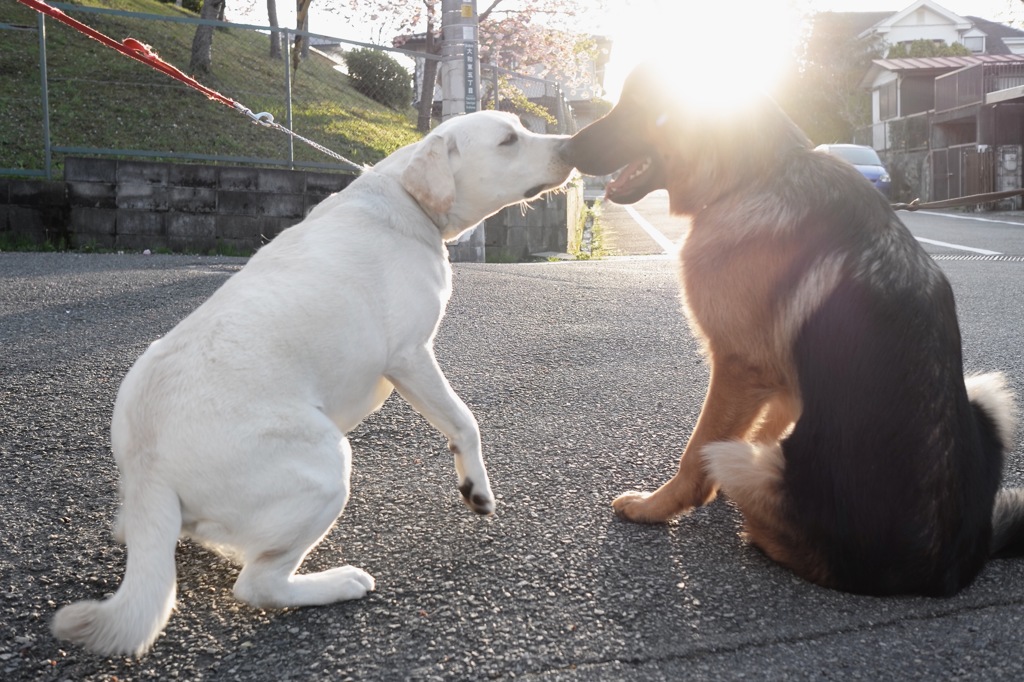 シェパードの後輩犬…