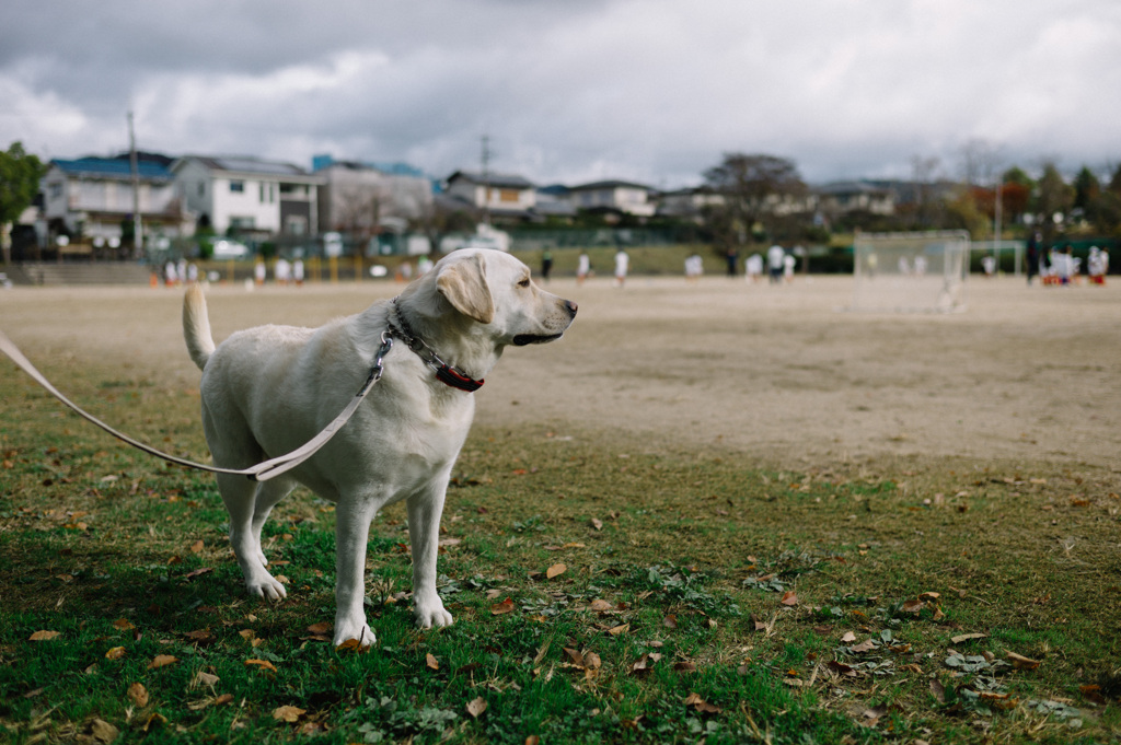 少年サッカーを見てる犬…