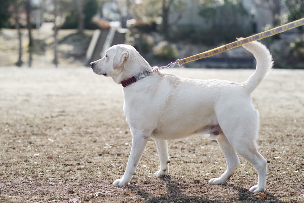 先輩犬が来た…
