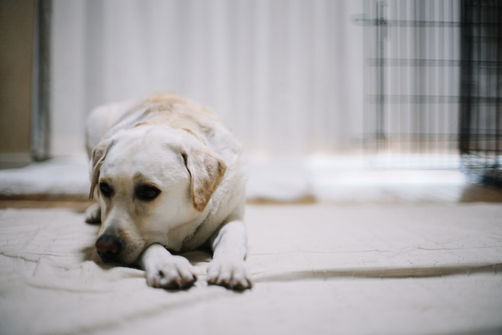 雨降りの日曜日…