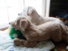 兄弟仲良く窓の外を眺める…