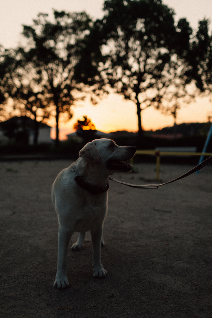 真夏の夕方散歩…