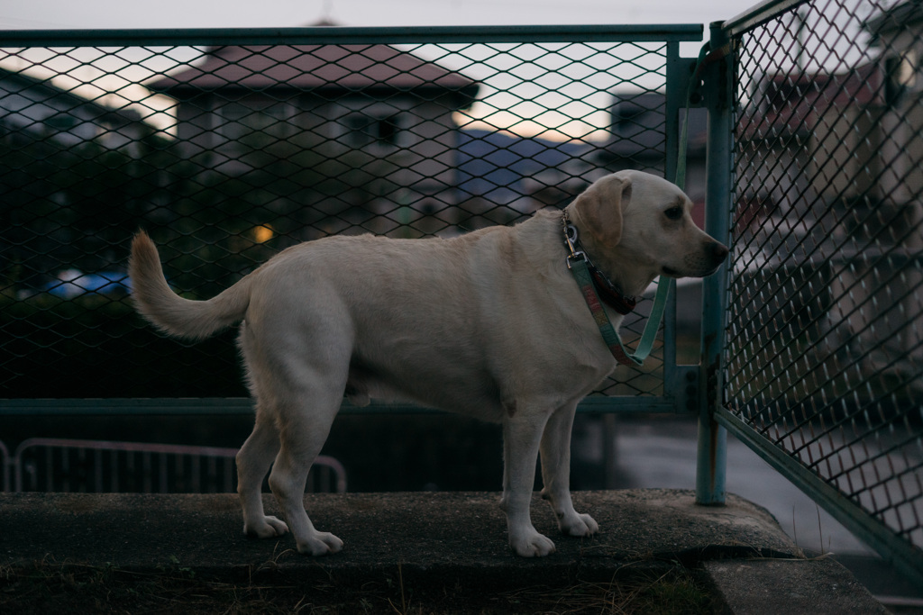夕焼けが見えない…
