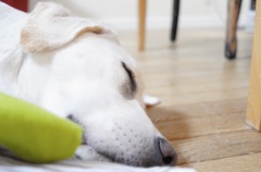 ご飯あとは眠たい…