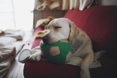 器用に居眠り