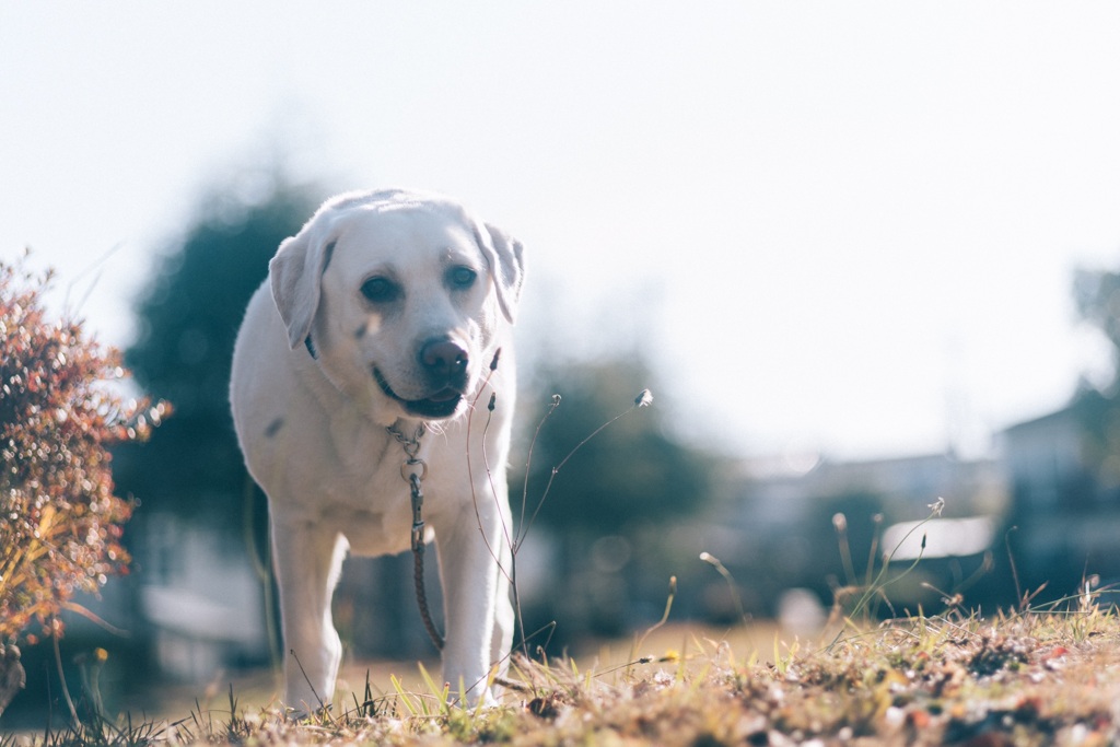 新年初、普通の散歩…