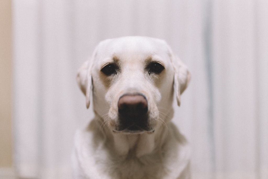 おやすみなさい…の顔