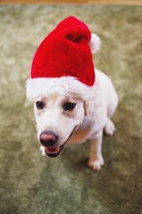サンタ犬