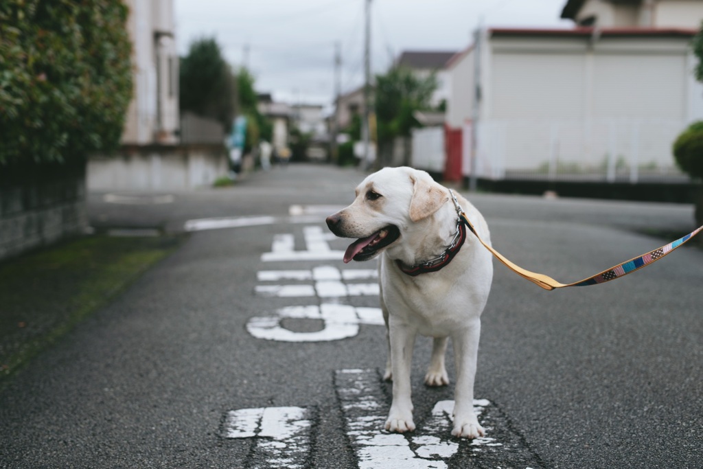 蒸し暑い住宅地を歩く…