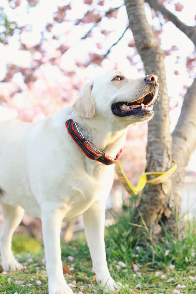 八重桜と犬…