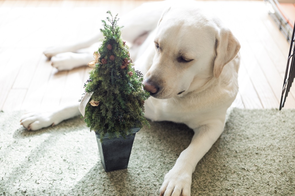 ミニミニツリーと犬…